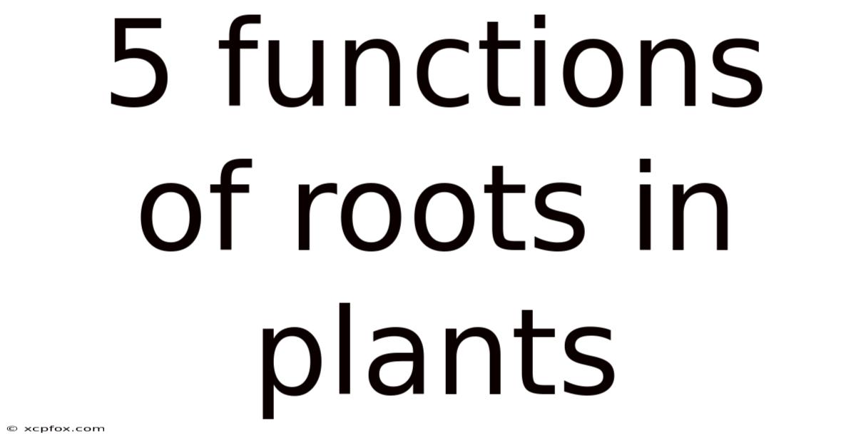 5 Functions Of Roots In Plants