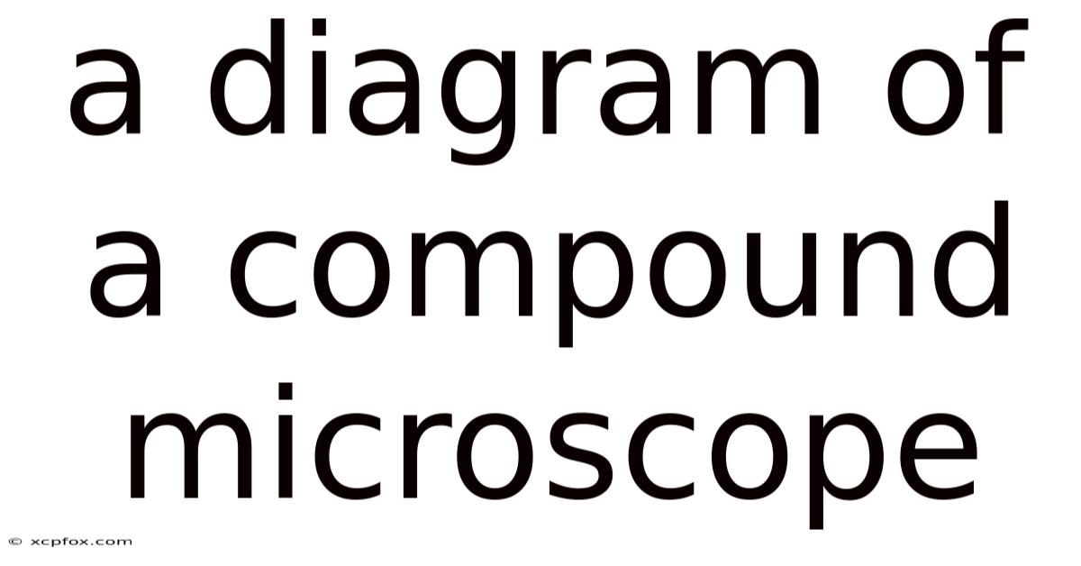 A Diagram Of A Compound Microscope