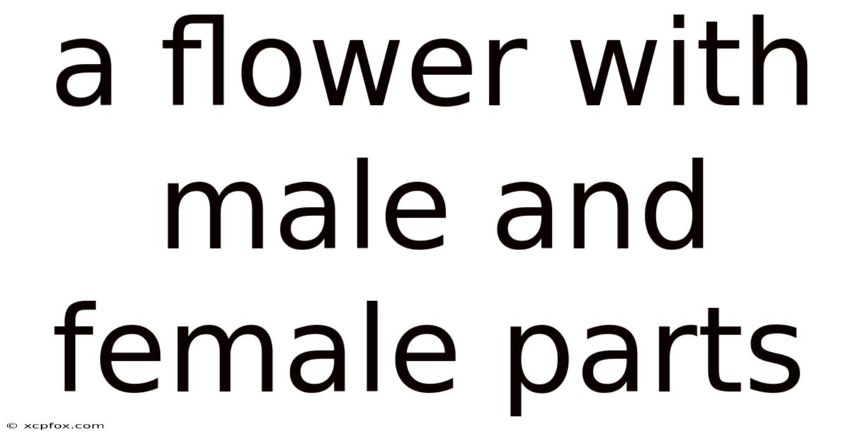 A Flower With Male And Female Parts