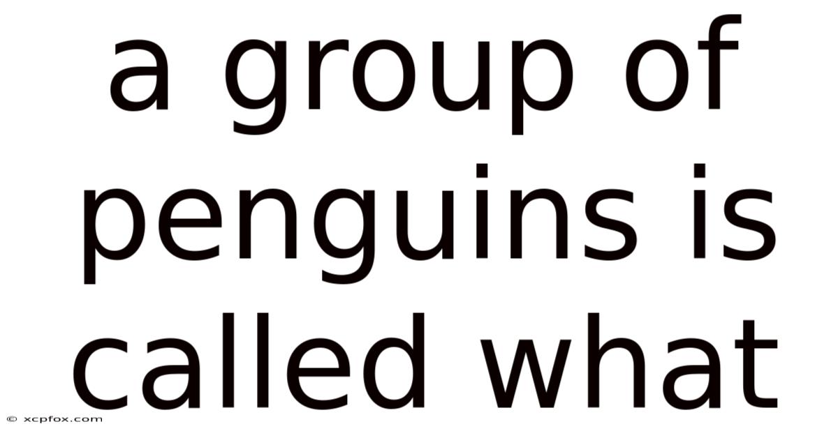 A Group Of Penguins Is Called What