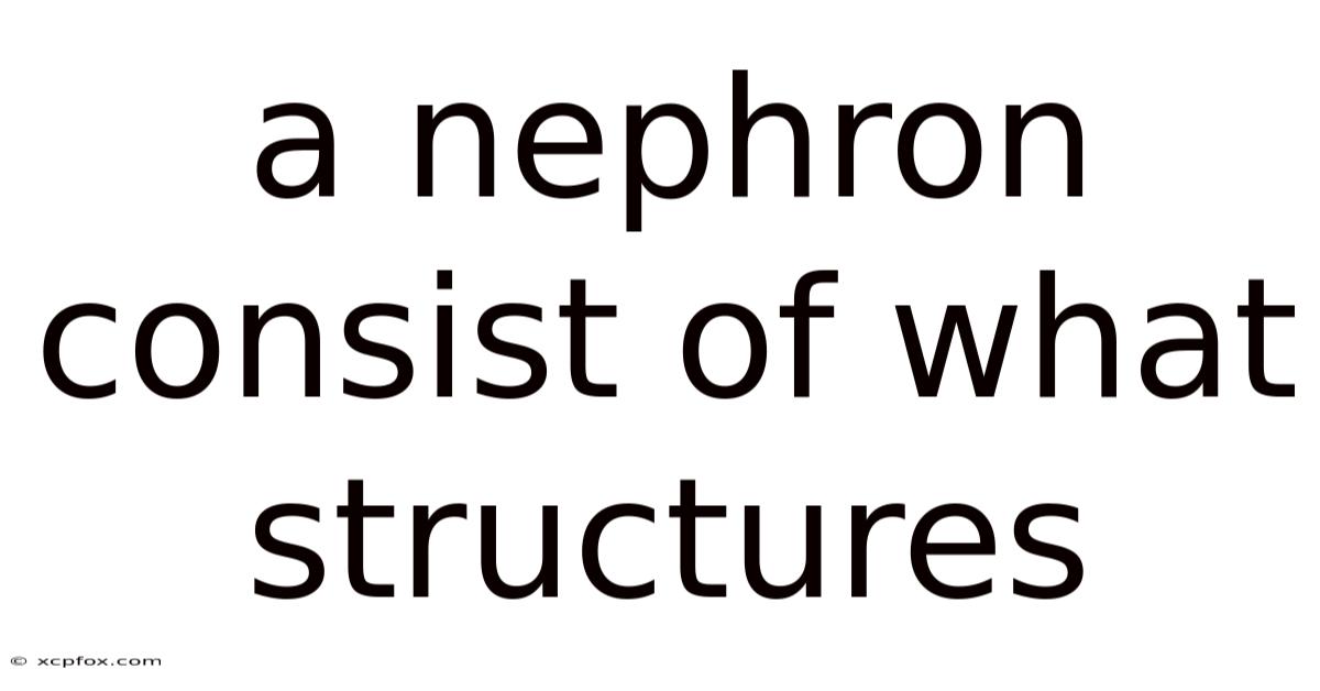 A Nephron Consist Of What Structures