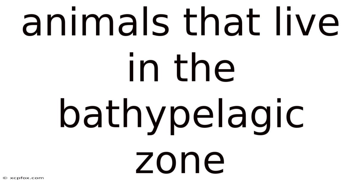 Animals That Live In The Bathypelagic Zone