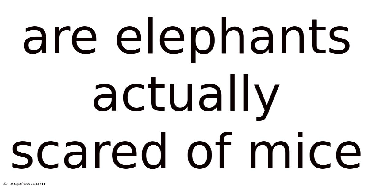 Are Elephants Actually Scared Of Mice