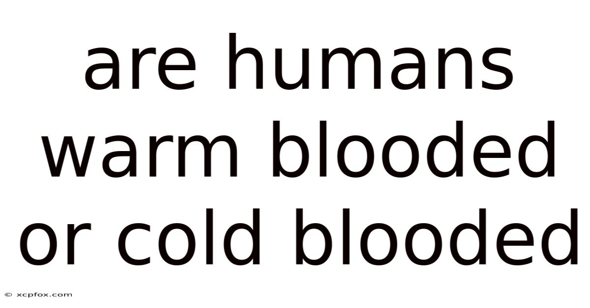 Are Humans Warm Blooded Or Cold Blooded