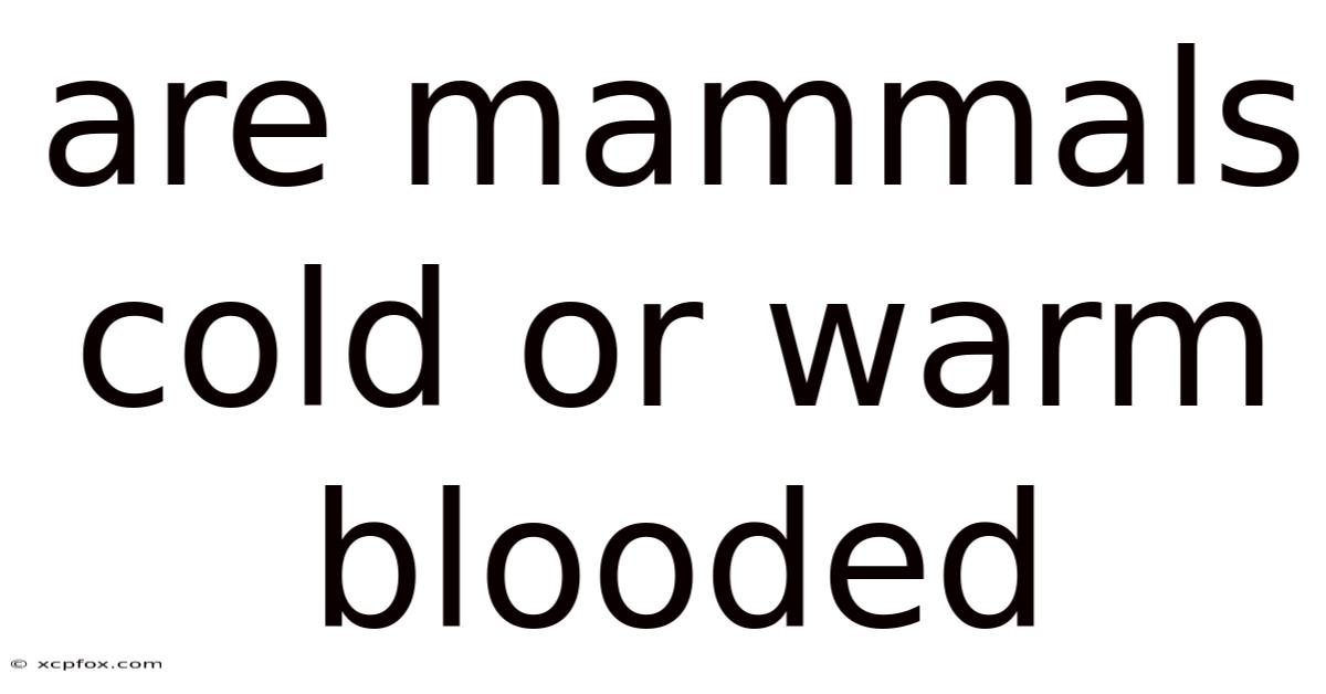 Are Mammals Cold Or Warm Blooded