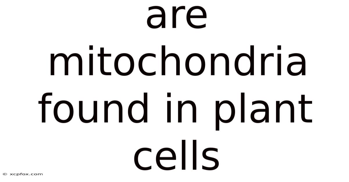 Are Mitochondria Found In Plant Cells