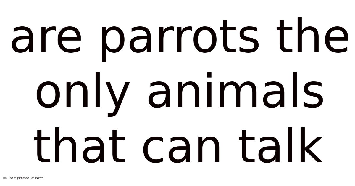 Are Parrots The Only Animals That Can Talk