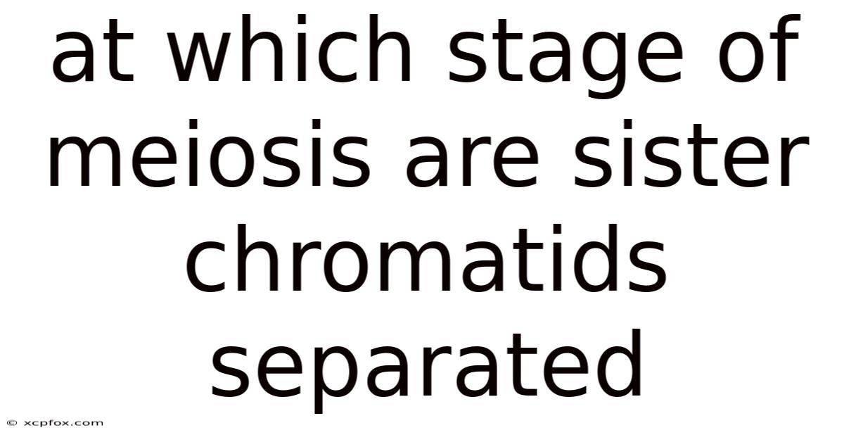 At Which Stage Of Meiosis Are Sister Chromatids Separated