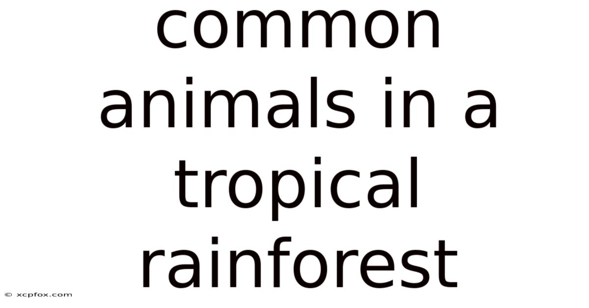 Common Animals In A Tropical Rainforest