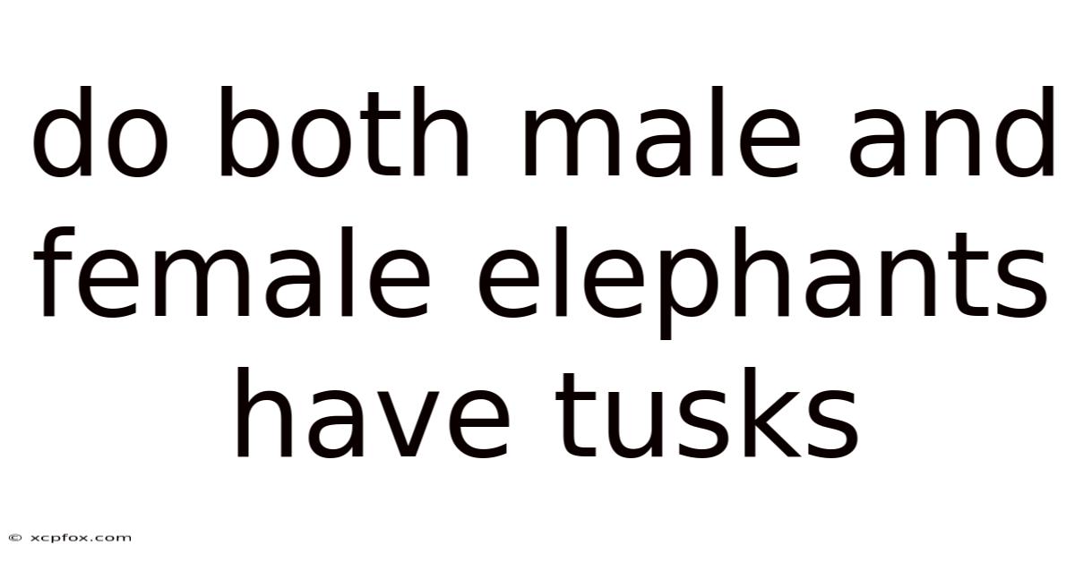 Do Both Male And Female Elephants Have Tusks