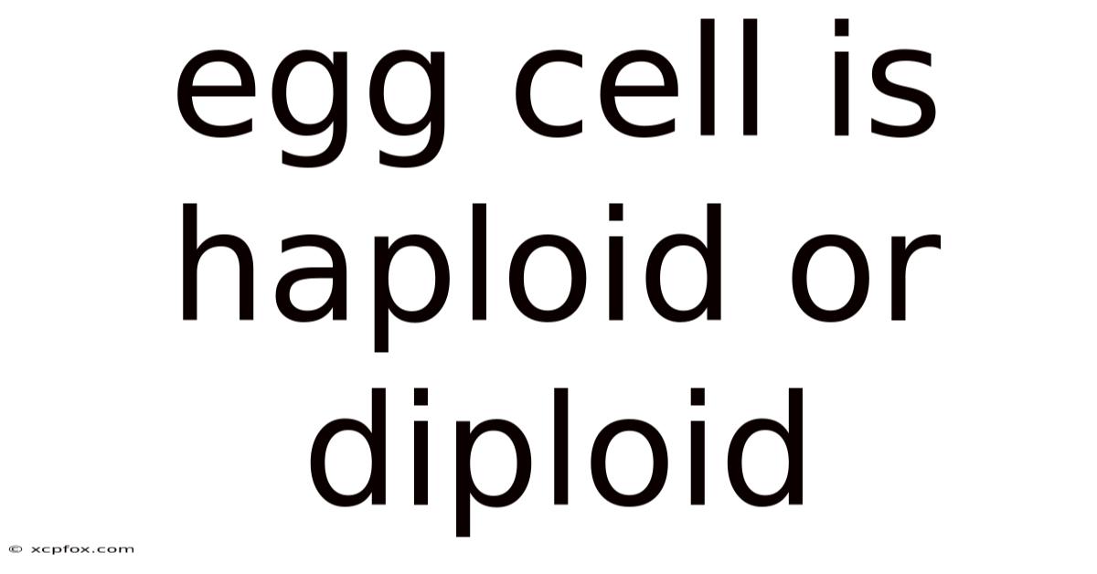 Egg Cell Is Haploid Or Diploid