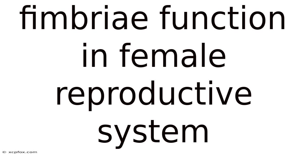 Fimbriae Function In Female Reproductive System