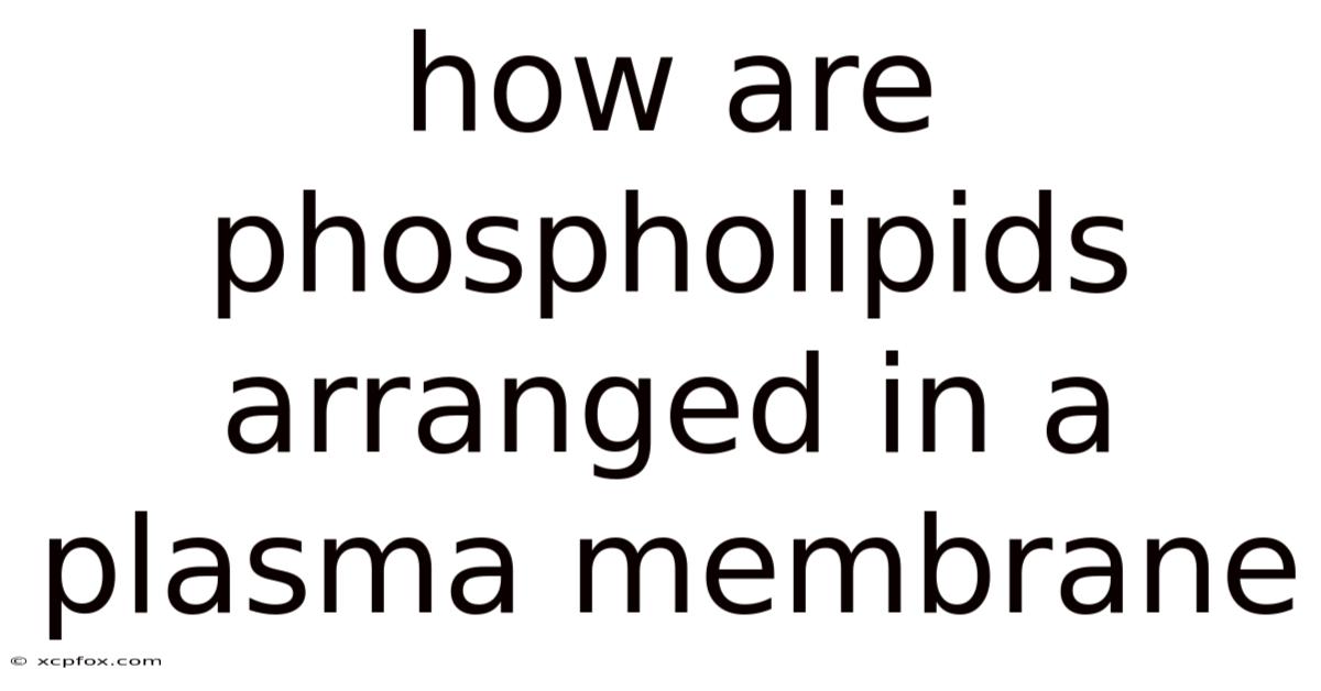 How Are Phospholipids Arranged In A Plasma Membrane