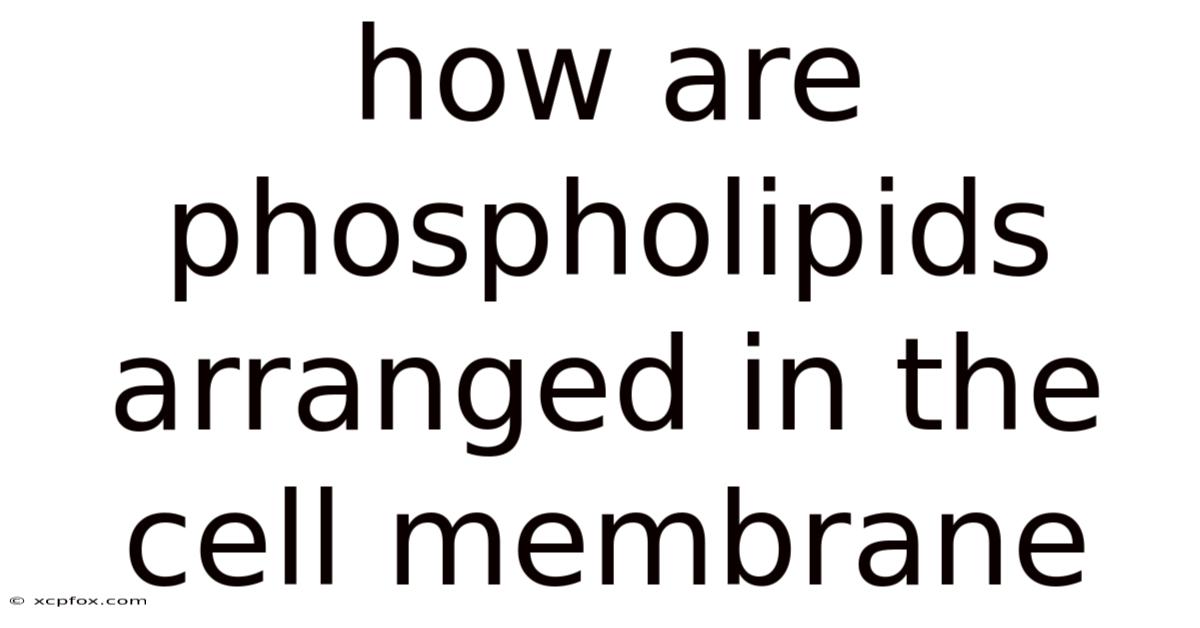 How Are Phospholipids Arranged In The Cell Membrane