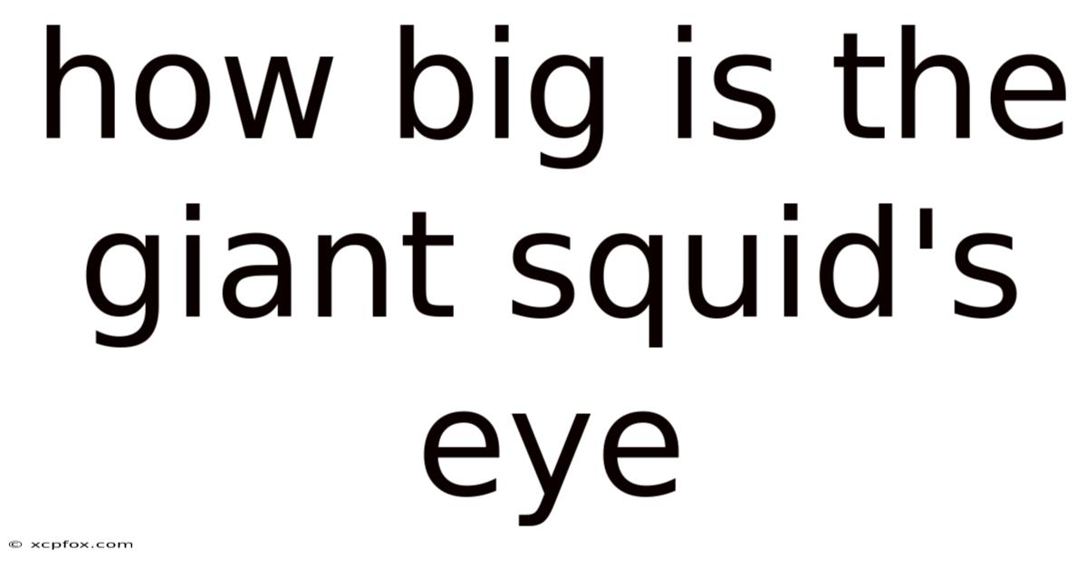 How Big Is The Giant Squid's Eye