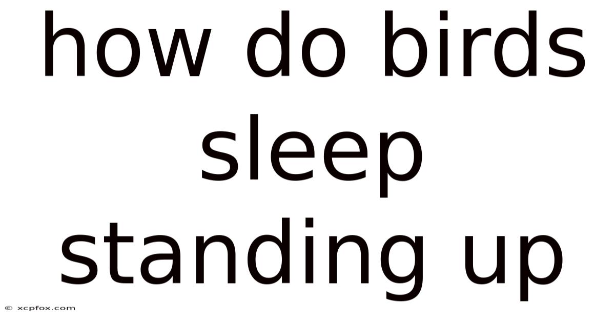 How Do Birds Sleep Standing Up
