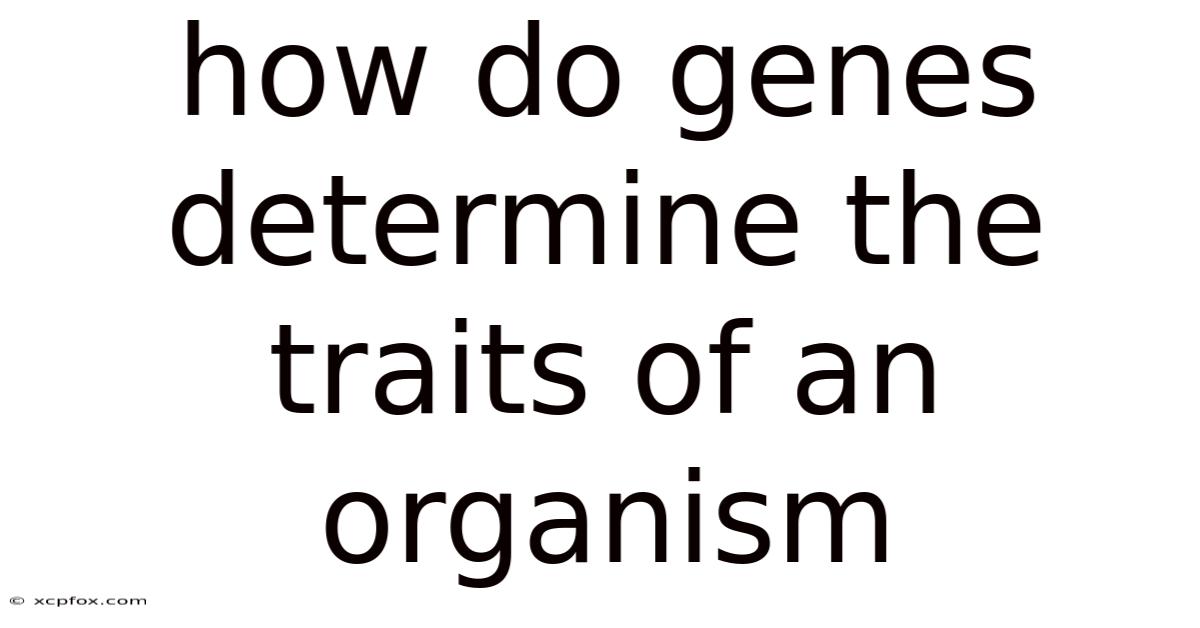 How Do Genes Determine The Traits Of An Organism