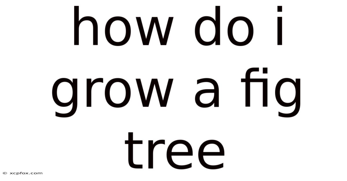 How Do I Grow A Fig Tree