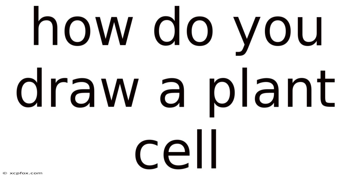 How Do You Draw A Plant Cell