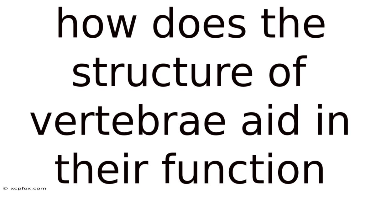 How Does The Structure Of Vertebrae Aid In Their Function