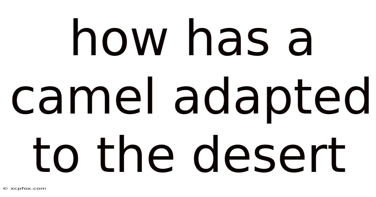 How Has A Camel Adapted To The Desert