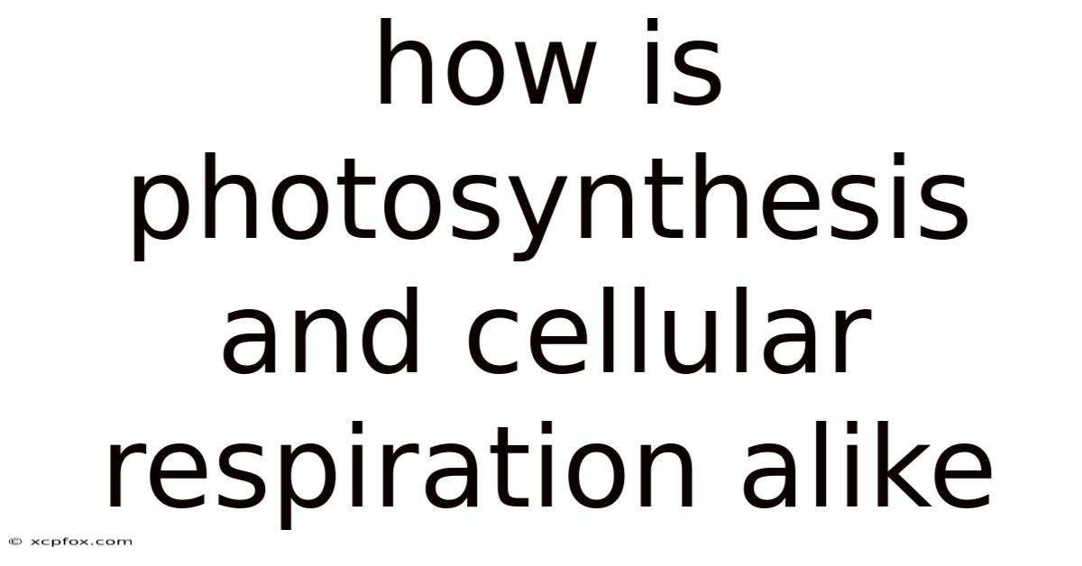 How Is Photosynthesis And Cellular Respiration Alike