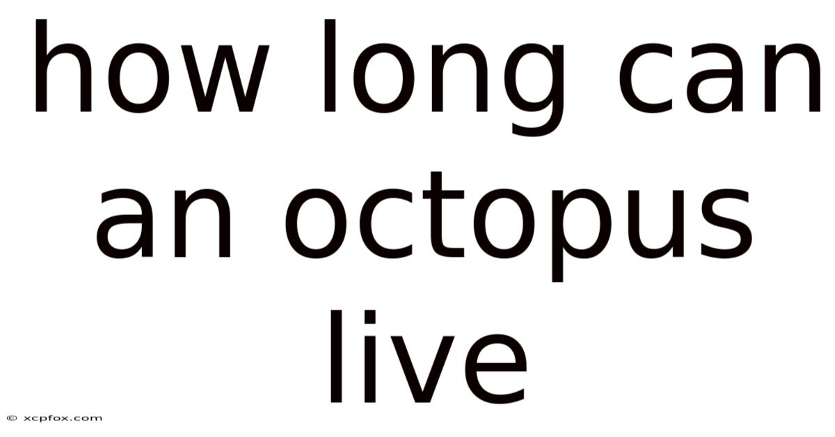 How Long Can An Octopus Live
