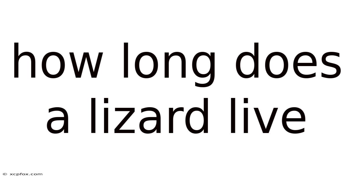 How Long Does A Lizard Live