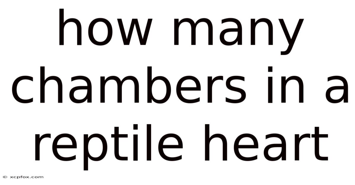 How Many Chambers In A Reptile Heart