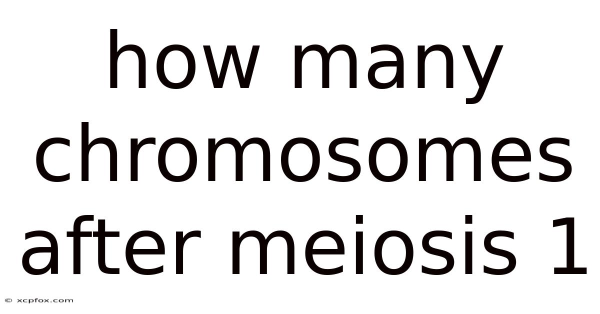 How Many Chromosomes After Meiosis 1