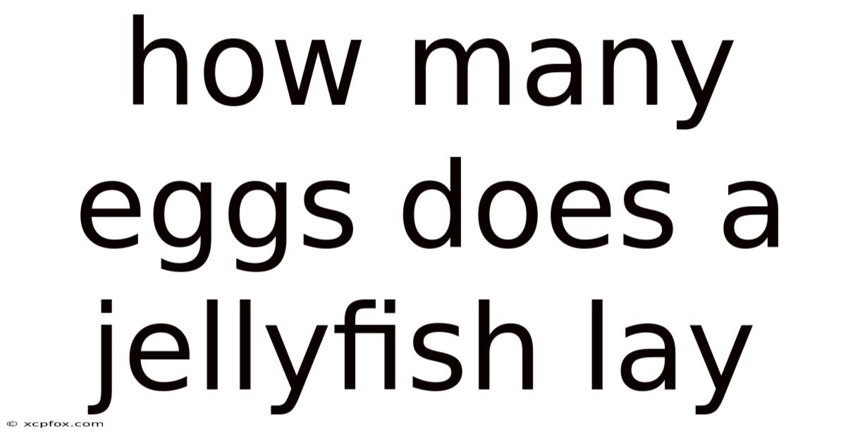 How Many Eggs Does A Jellyfish Lay