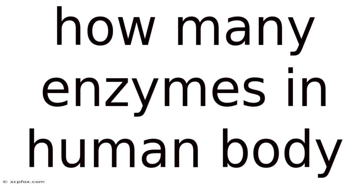 How Many Enzymes In Human Body