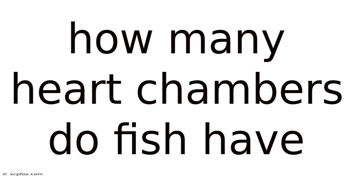 How Many Heart Chambers Do Fish Have