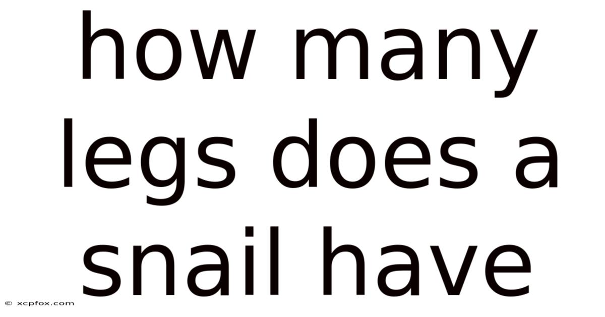 How Many Legs Does A Snail Have