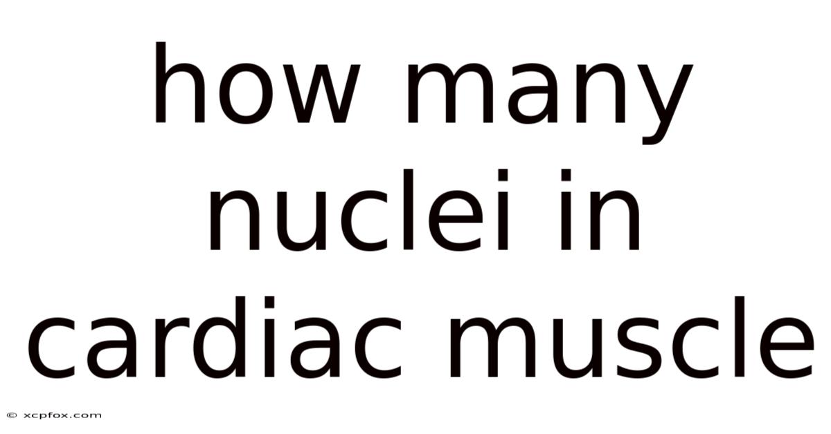 How Many Nuclei In Cardiac Muscle