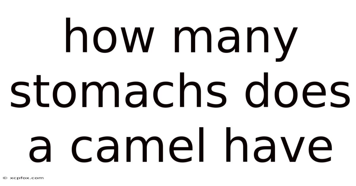 How Many Stomachs Does A Camel Have