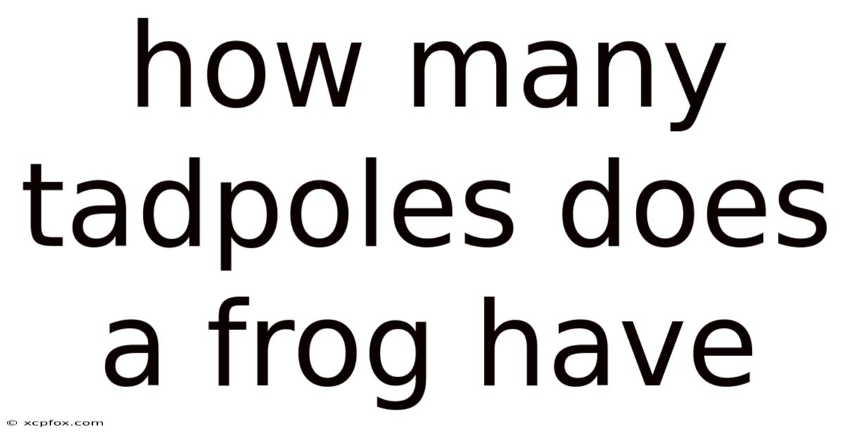 How Many Tadpoles Does A Frog Have