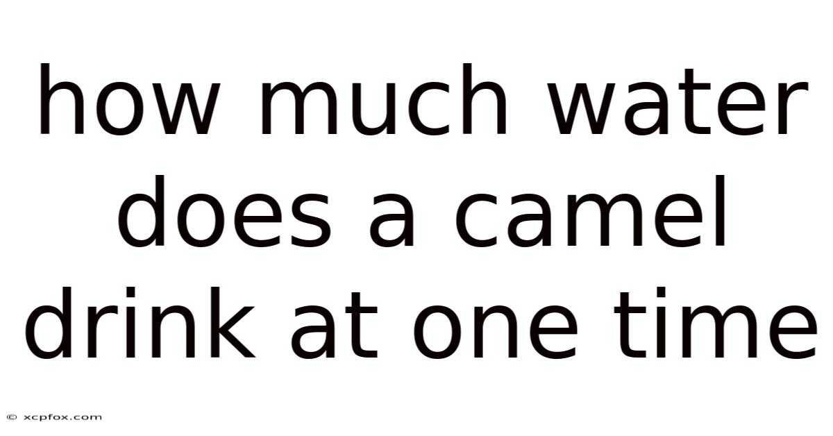 How Much Water Does A Camel Drink At One Time