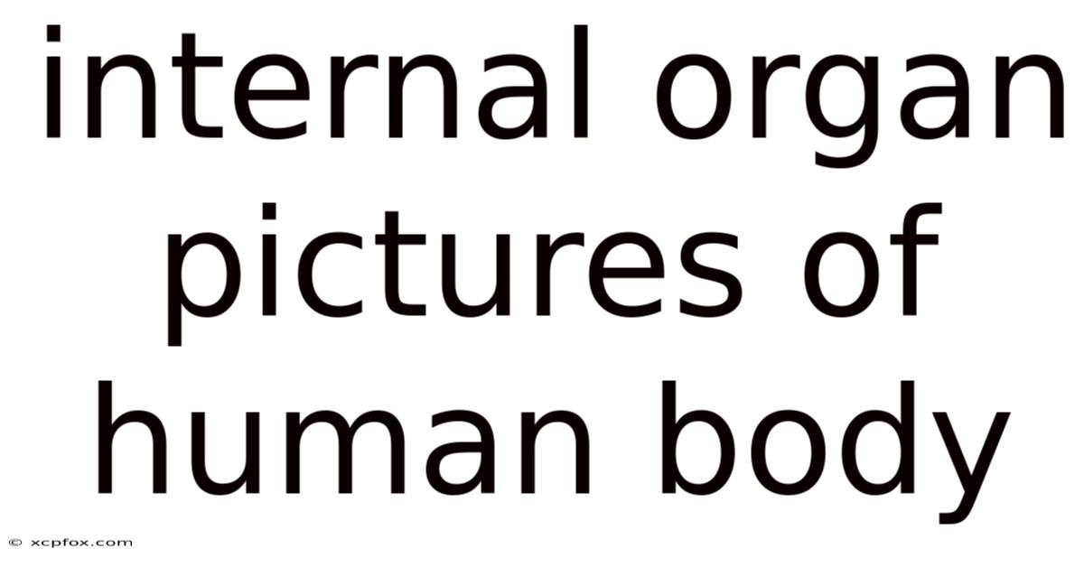 Internal Organ Pictures Of Human Body