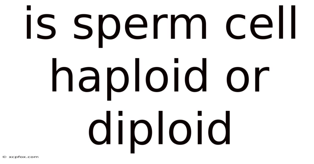 Is Sperm Cell Haploid Or Diploid