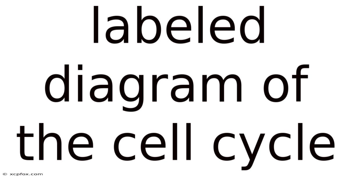 Labeled Diagram Of The Cell Cycle