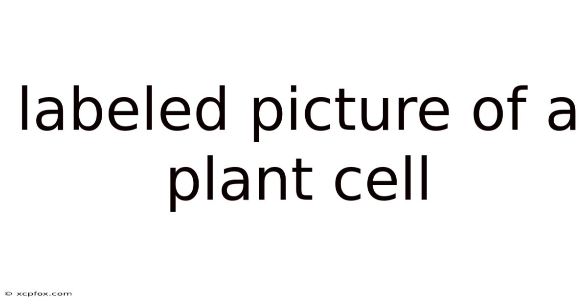 Labeled Picture Of A Plant Cell