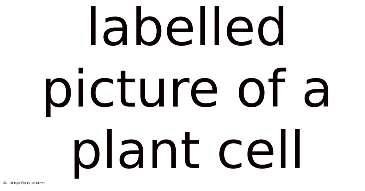 Labelled Picture Of A Plant Cell