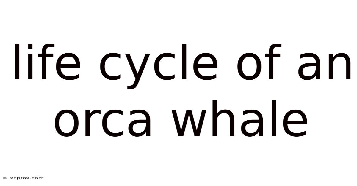 Life Cycle Of An Orca Whale