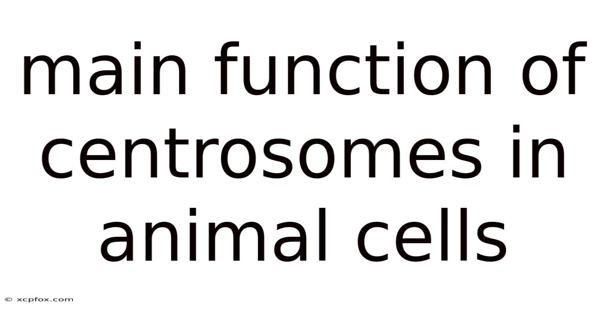 Main Function Of Centrosomes In Animal Cells
