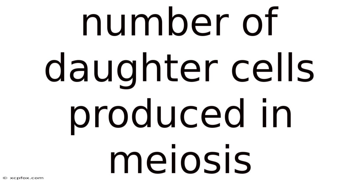 Number Of Daughter Cells Produced In Meiosis