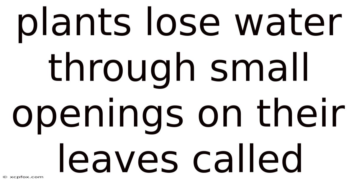 Plants Lose Water Through Small Openings On Their Leaves Called