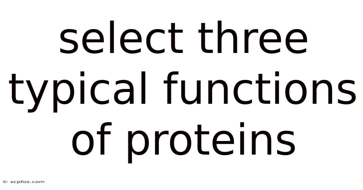 Select Three Typical Functions Of Proteins