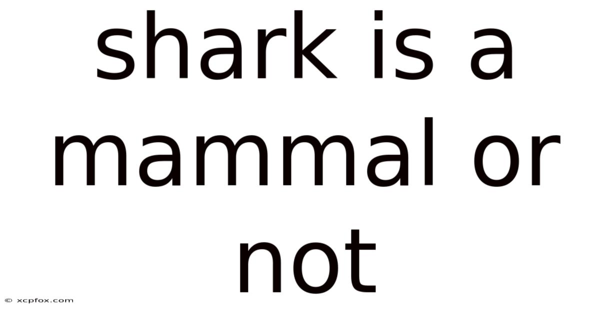 Shark Is A Mammal Or Not