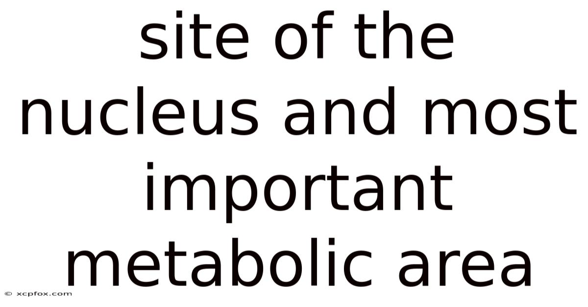 Site Of The Nucleus And Most Important Metabolic Area